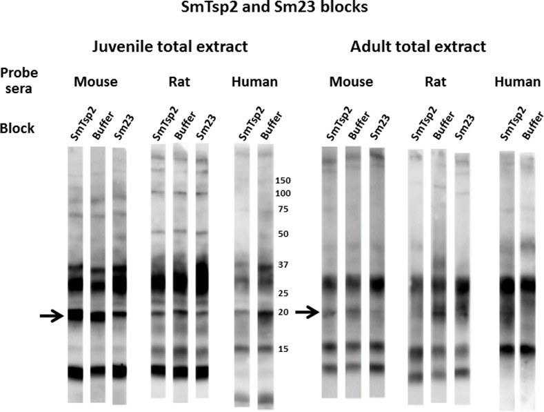 Fig 10