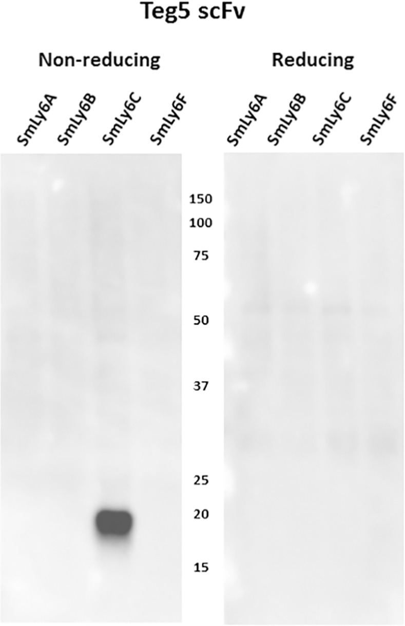 Fig 5