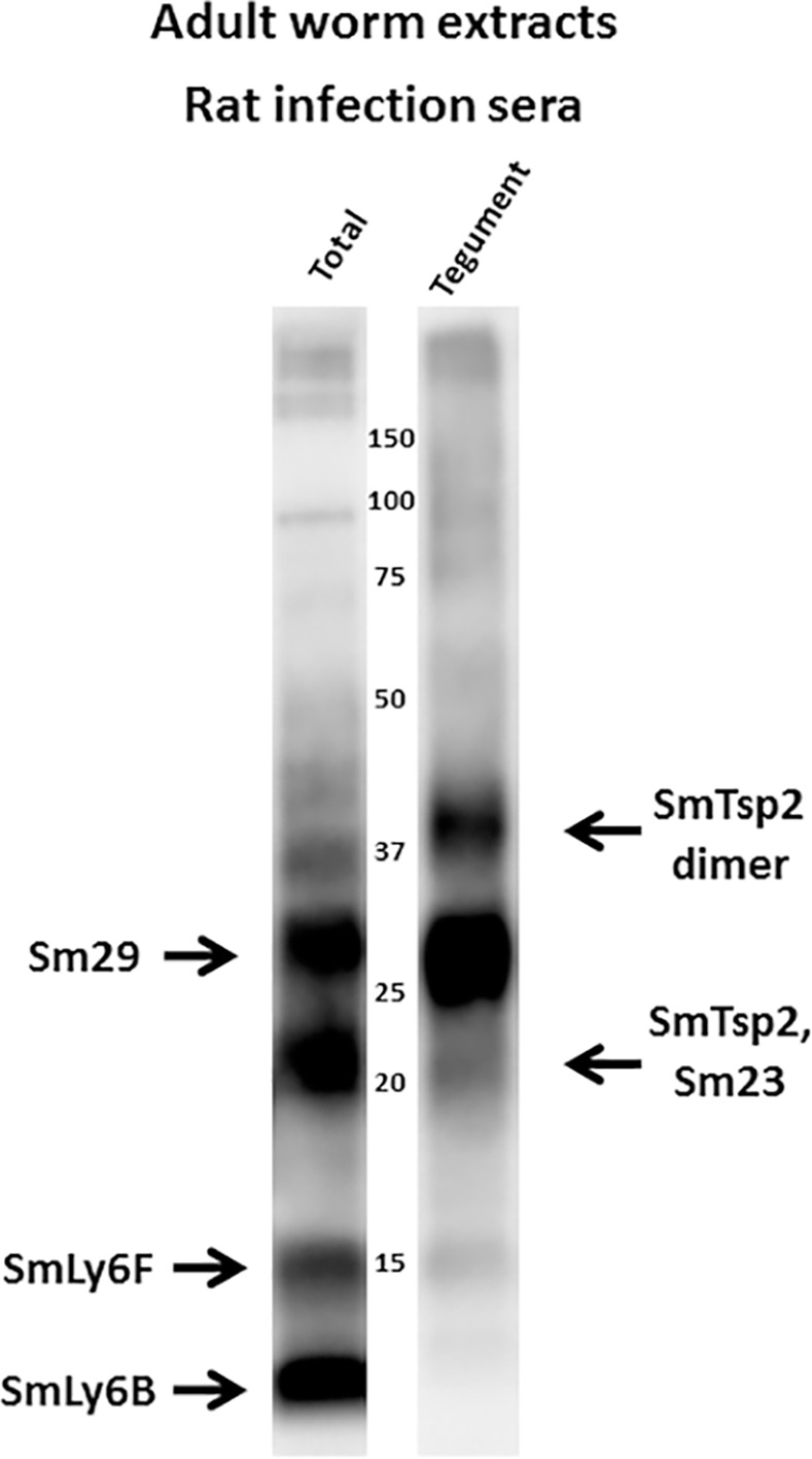 Fig 12