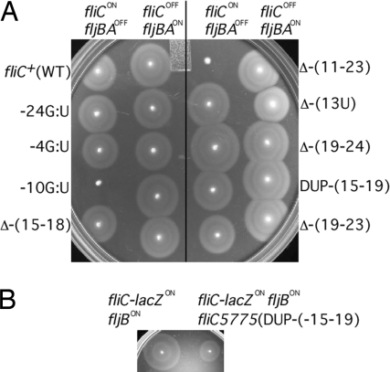 Fig. 6.