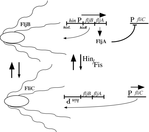 Fig. 1.