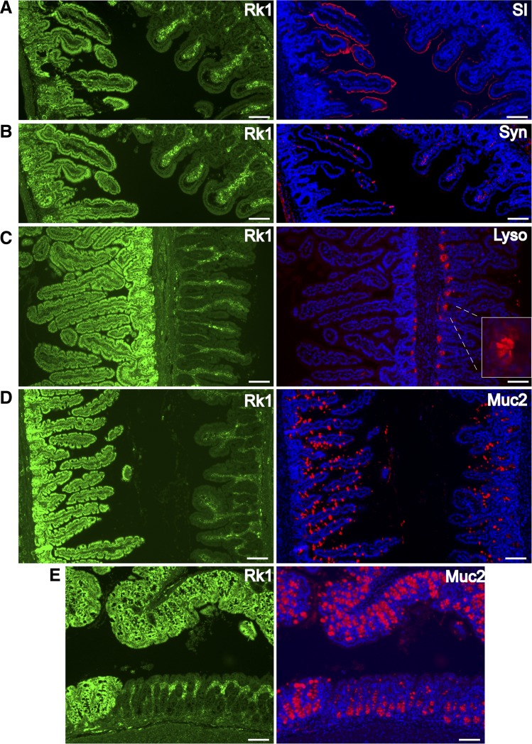 Fig. 4.