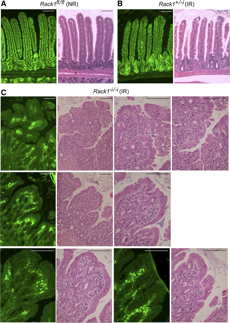 Fig. 8.