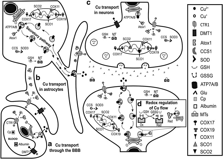 FIG. 1.