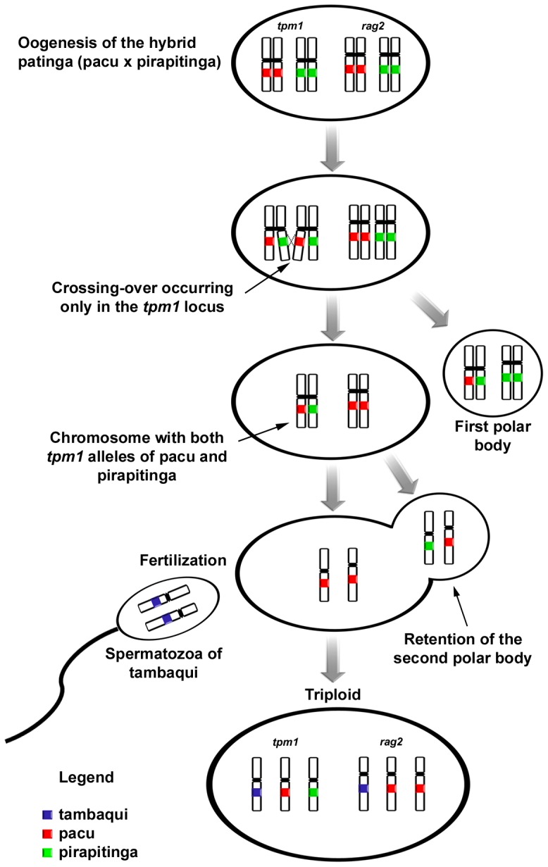 Figure 5