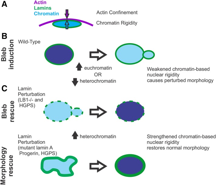 FIGURE 5: