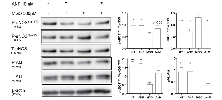 Fig.3. ANP ameliorated eNOS phosphorylation in MGO-treated HUVEC