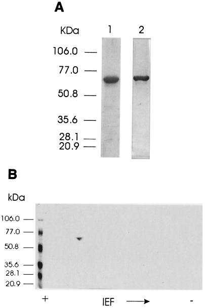 FIG. 5.