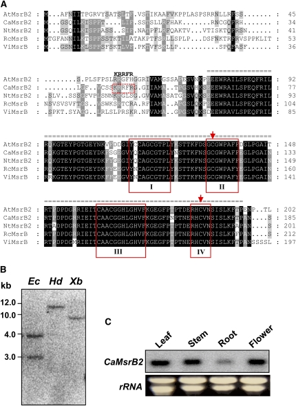Figure 1.
