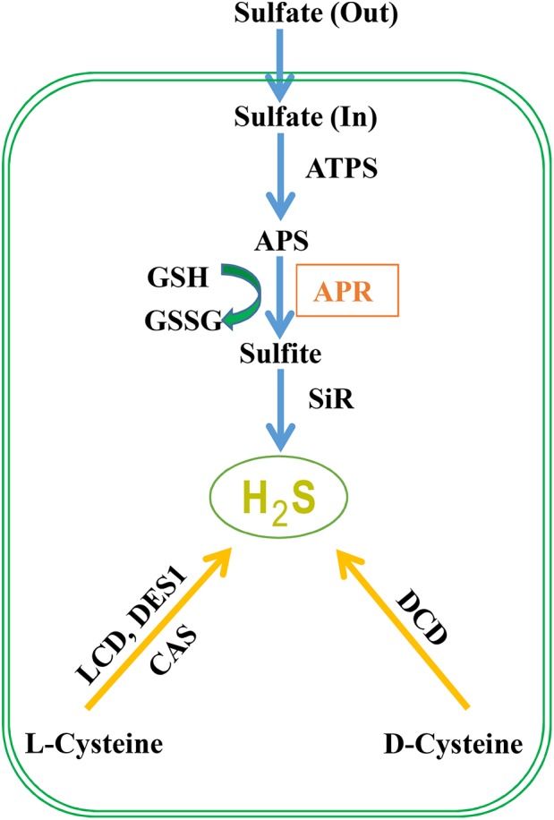 FIGURE 1