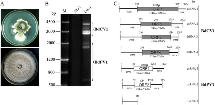 FIG 1