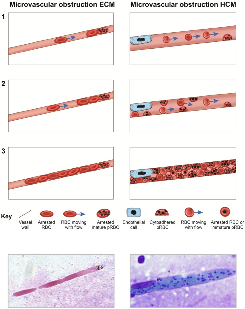 Fig 11