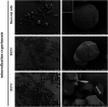 Fig. 12