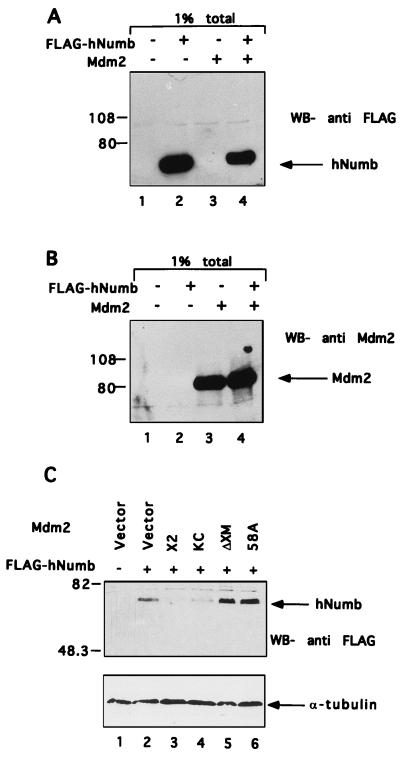 FIG. 6