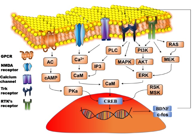 Dietary Flavonoids Interaction with CREB-BDNF Pathway: An ...