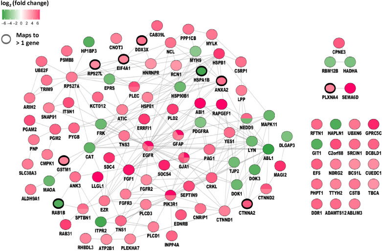 Figure 3. Protein interaction network. Protein interaction network of differential phosphopeptides (P < 0.05) between sunitinib-treated and control samples. Regulated phosphopeptides are mapped to proteins and visualized as protein interaction network. Green, Down- and Red, Upregulated in sunitinib-treated patients. Colored subdivisions indicate identification of multiple upregulated phosphopeptides mapping to the same protein. Note EGFR was identified with three upregulated phosphopeptides in the sunitinib-treated group.