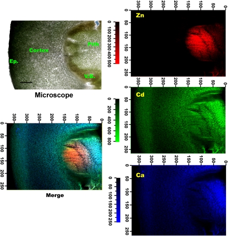 Figure 3.