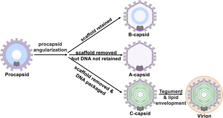 FIG 1