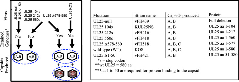 FIG 6