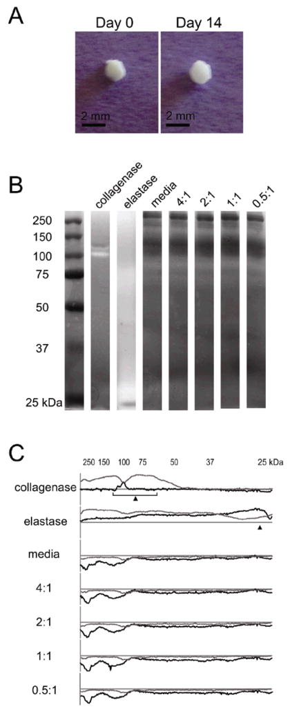 Fig. 8