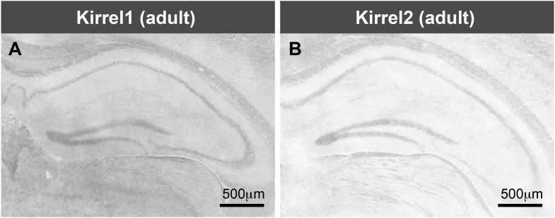 Figure 1—figure supplement 1.