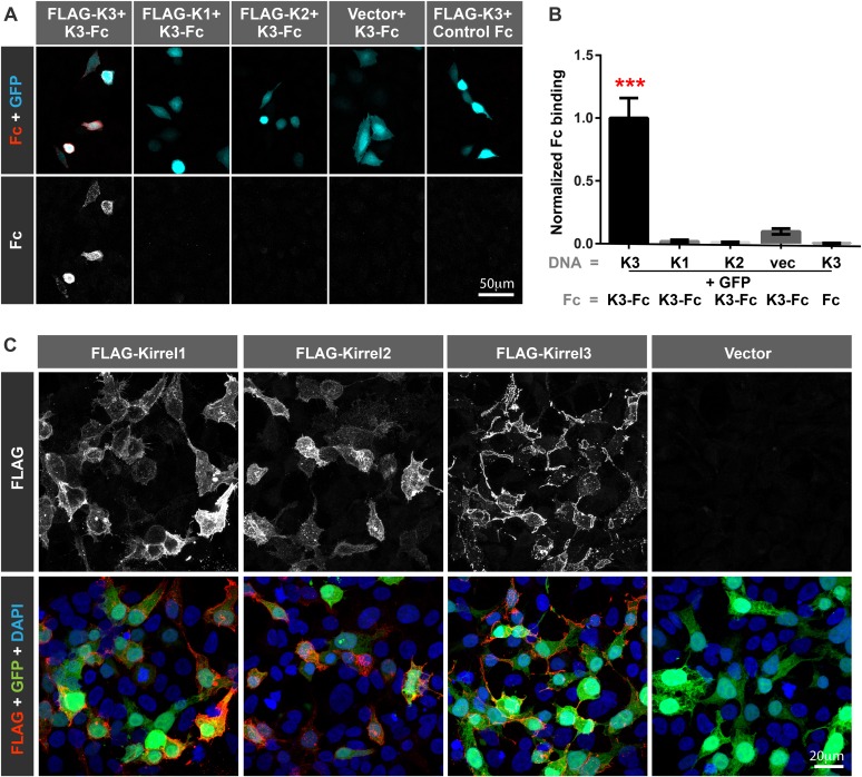 Figure 1—figure supplement 2.