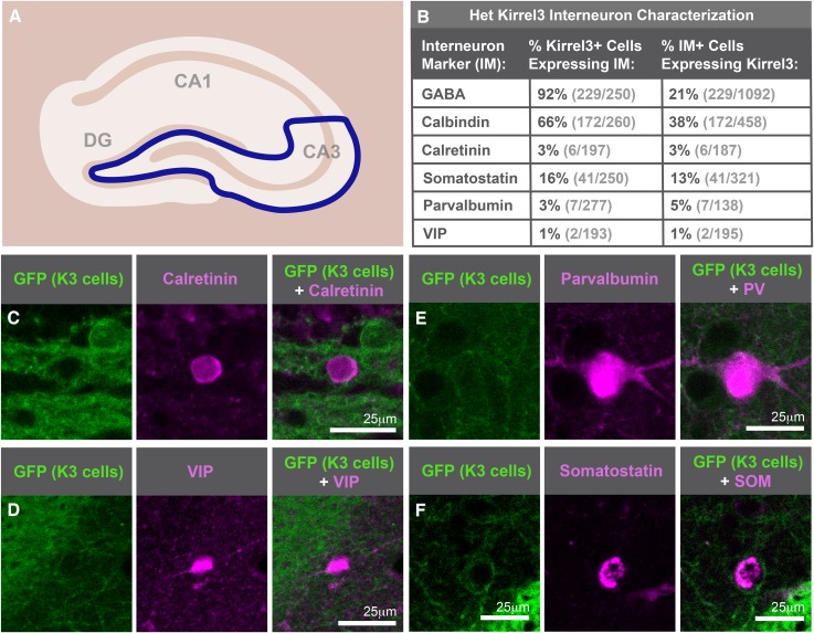 Figure 2—figure supplement 2.