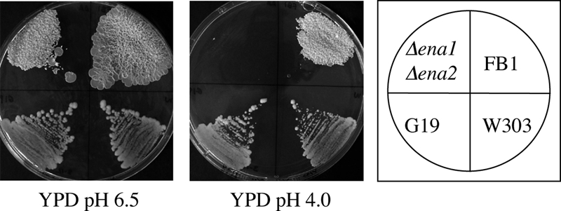 FIG. 7.