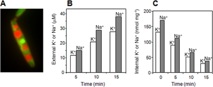 FIG. 1.