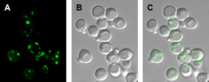 FIG. 6.