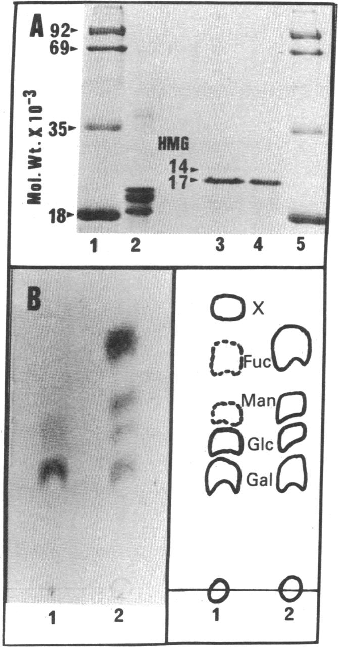 graphic file with name pnas00662-0169-b.jpg