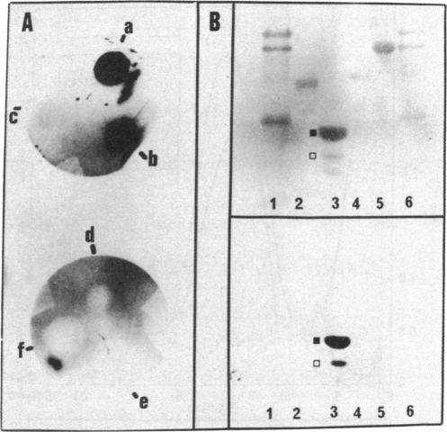 graphic file with name pnas00662-0169-a.jpg