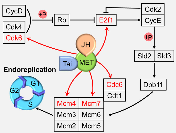 FIGURE 2