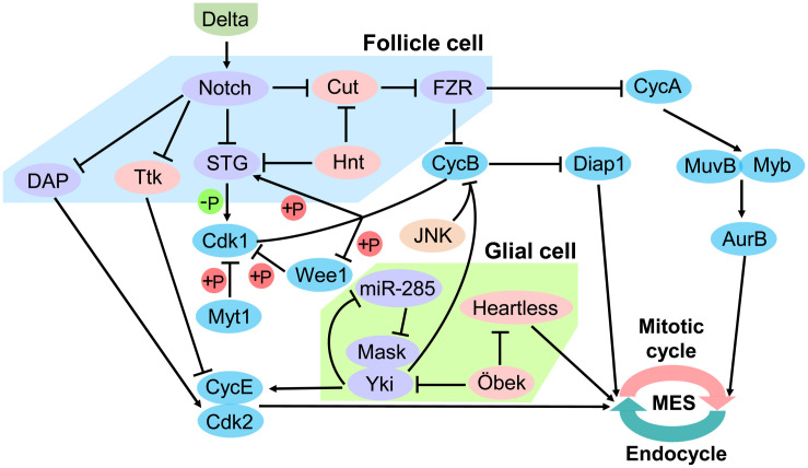 FIGURE 4