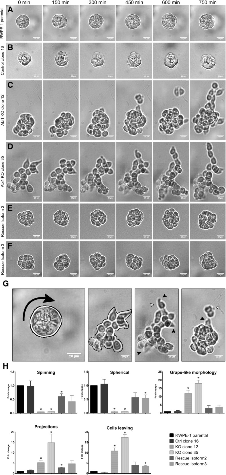 Fig. 5