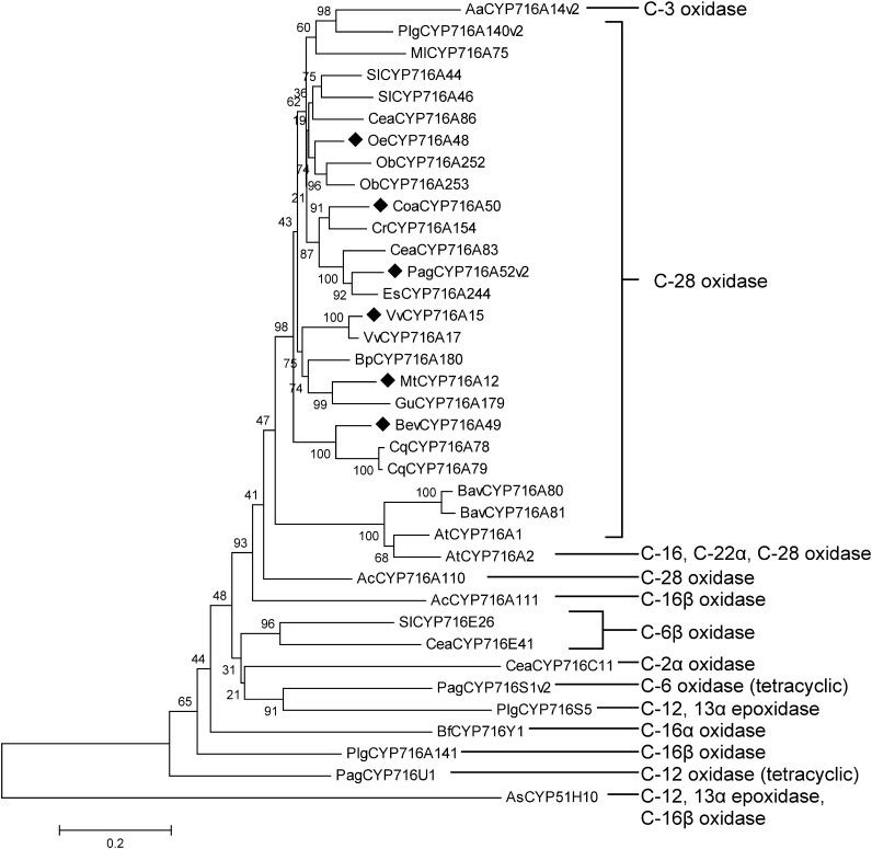 Figure 4. Phylogenetic tree of triterpene biosynthesis-related CYP716 family enzymes. The phylogenetic tree was generated as described in the Materials and methods. The scale bar corresponds to the number of amino acid substitutions per site. The activities toward triterpene skeletons are indicated on the right. The enzymes used in this study are highlighted. Aa, Artemisia annua; Plg, Platycodon grandiflorus; Ml, Maesa lanceolata; Sl, Solanum lycopersicum; Cea, Centella asiatica; Oe, Olea europaea; Ob, Ocimum basilicum; Coa, Coffea arabica; Cr, Catharanthus roseus; Pag, Panax ginseng; Es, Eleutherococcus senticosus; Vv, Vitis vinifera; Bp, Betula platyphylla; Mt, Medicago truncatula; Gu, Glycyrrhiza uralensis; Bev, Beta vulgaris; Cq, Chenopodium quinoa; Bav, Barbarea vulgaris; At, Arabidopsis thaliana; Ac, Aquilegia coerulea; Bf, Bupleurum falcatum; As, Avena strigosa.