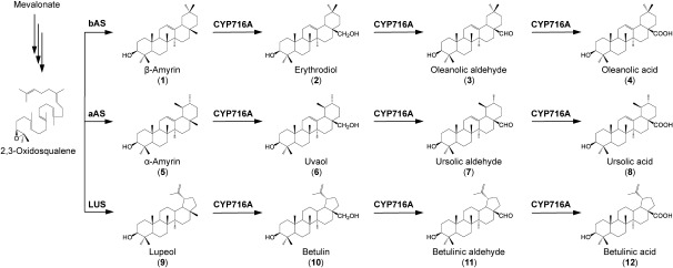 Figure 1. Biosynthetic pathway of C-28 oxidized triterpenoids. Three step oxidations catalyzed by CYP716A enzymes at the C-28 position of three triterpene skeletons are shown. bAS, β-amyrin synthase; aAS, α-amyrin synthase; LUS, lupeol synthase.