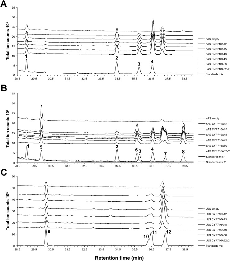 Figure 2. In vivo activity of CYP716A enzymes. Total ion chromatograms (TICs) of ethyl acetate extracts from (A) bAS/CPR/CYP716A-expressing yeast, (B) aAS/CPR/CYP716A-expressing yeast, and (C) LUS/CPR/CYP716A-expressing yeast are shown. Peak numbers shown in the chromatograms correspond to those in Figure 1.