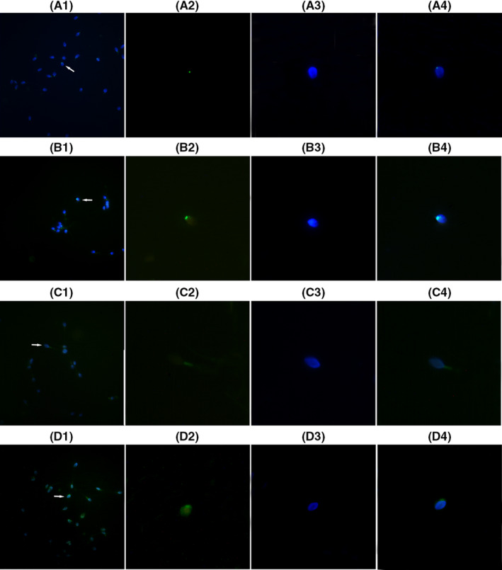 Figure 5