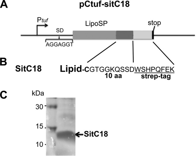 FIG 2