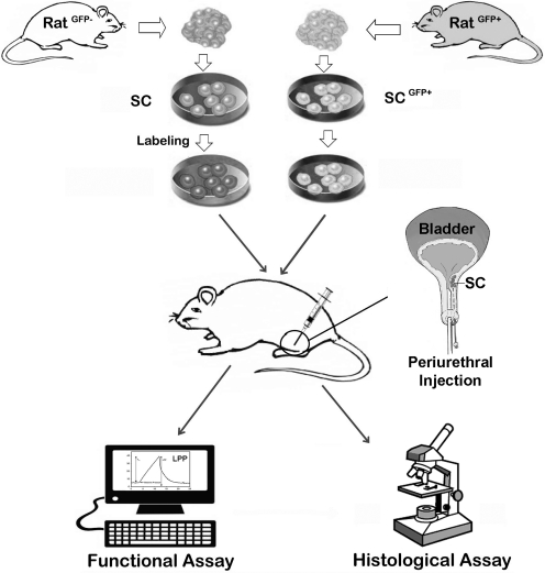 FIG. 1.