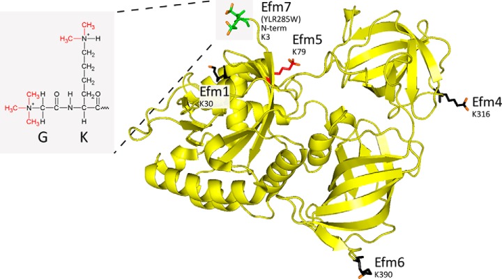 Fig. 7.