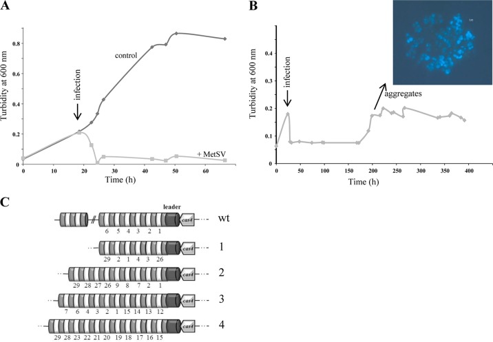 FIG 6