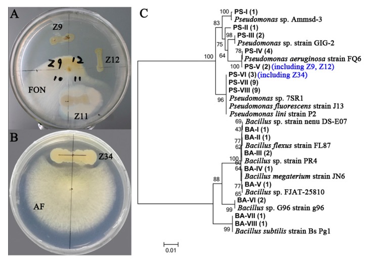 Figure 5