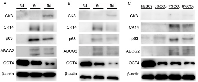 Fig 5