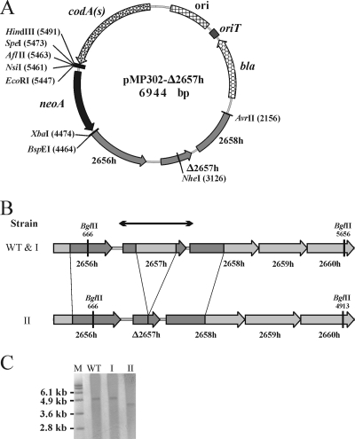 FIG. 2.