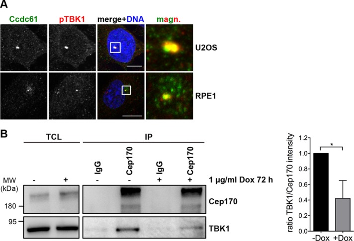 FIGURE 7: