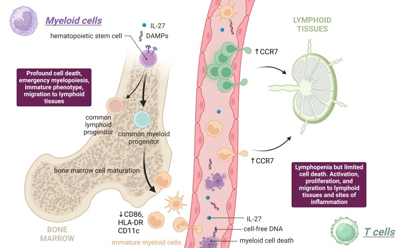 Graphical Abstract