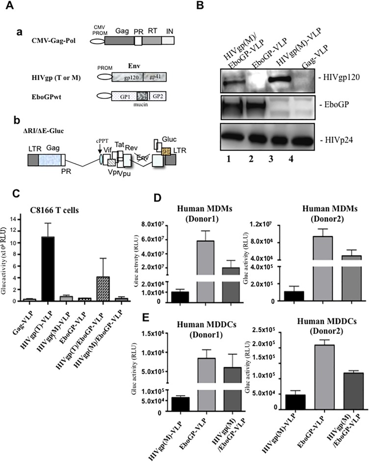 Fig 1