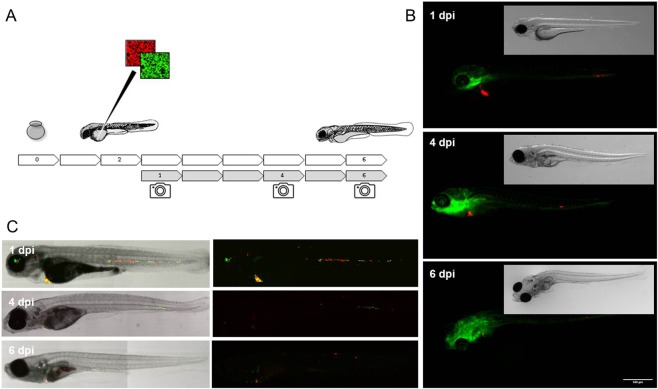 Figure 6